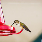 Image from Linda Bradley, Things to Do: Birdwatching